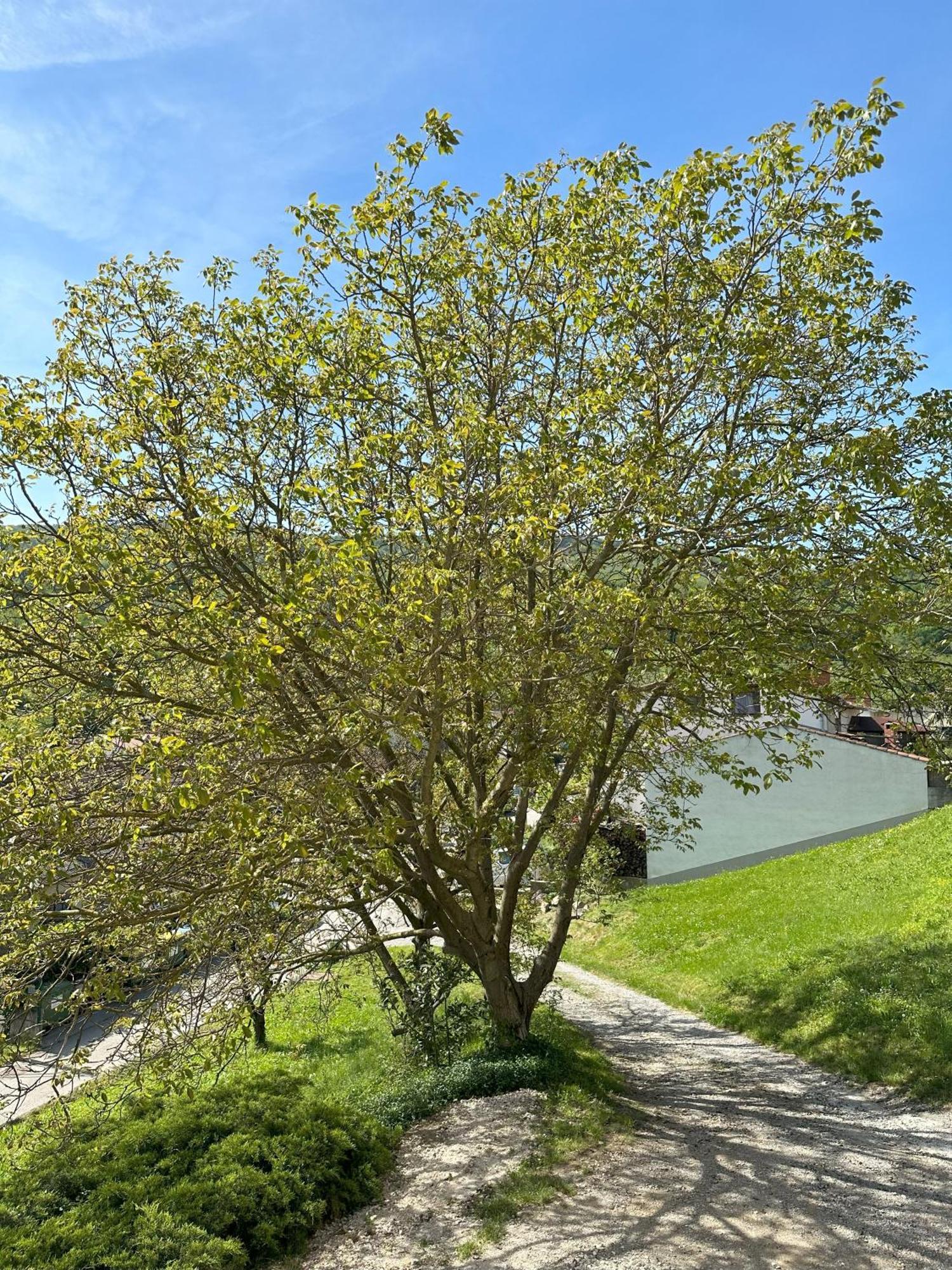 Apartma Anze Samec Dobravlje Exterior foto